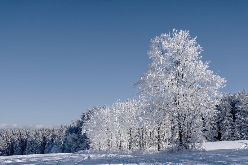 Fairytale Forests