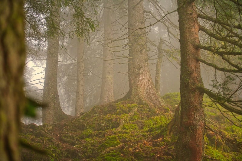 Forest setting