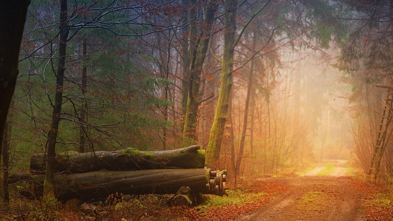 Enchanting Forest